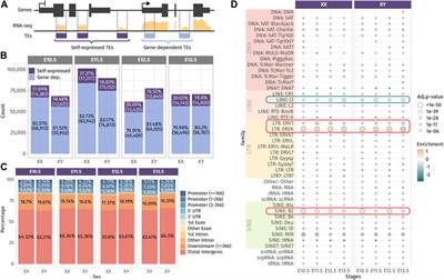 Transposable elements acquire time- and sex-specific transcriptional and epigenetic signatures along mouse fetal gonad development